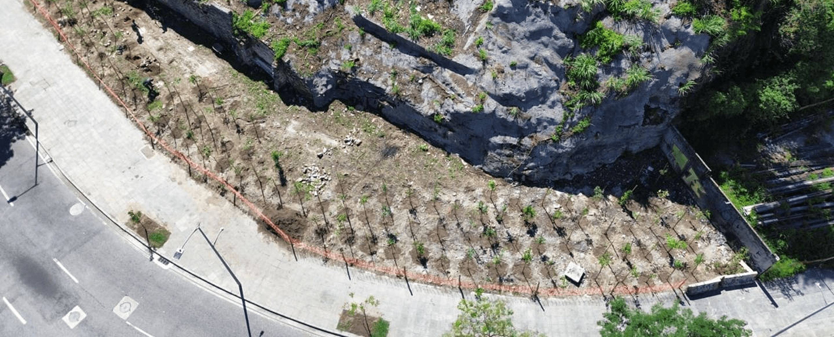 Mudas Plantadas